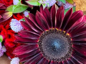 Farmer’s Market Flowers and Produce Photos