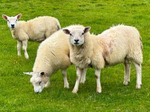 Where Sheep May Safely Graze (New Poem by Polly Castor)