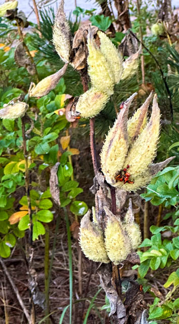 Milkweed poem