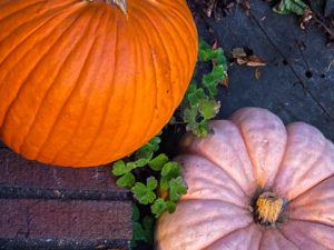 Happy Pumpkin Day (New Poem by Polly Castor)