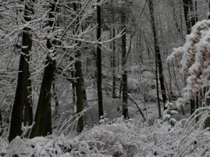 Snowy Night (poem by Mary Oliver)