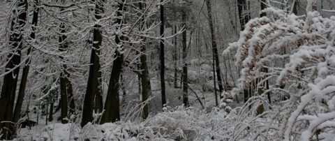 Snowy Night, poem by Mary Oliver