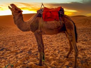 Morocco: On Camels (and Glamping) in the Sahara Desert