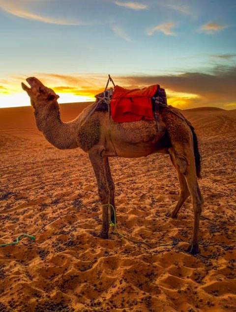 On a Camel in the Sahara Desert