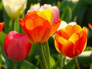 To My Mother (Poem by Wendall Berry)