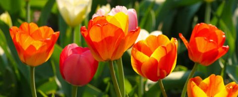 To my Mother poem by Wendall Berry