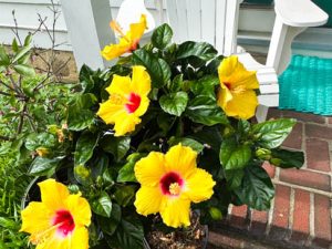 Spring Morning After Rain (New Poem by Polly Castor with Spring Flower Photos from our Yard)