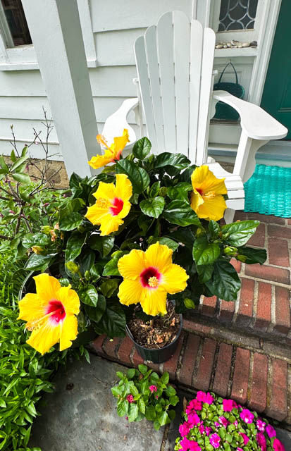 Spring Flowers in our yard