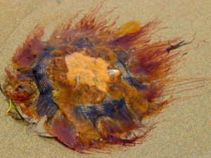 Don’t Be a Beached Jellyfish (New Poem by Polly Castor)
