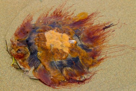 Don't Be a Beached Jellyfish, poem by Polly Castor