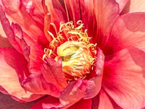 Coastal Maine Botanical Gardens (Flower Photos)
