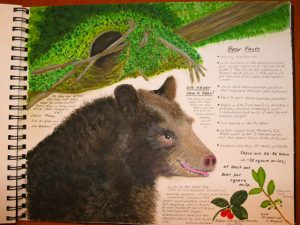 Elements to Put on a Nature Journaling Page (Sketchbook Ideas #18)