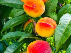 Rhapsody Part 7 (Poem by Mary Oliver)