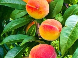 What Comes Next (Poem by Rosemerry Wahtola Trommer)