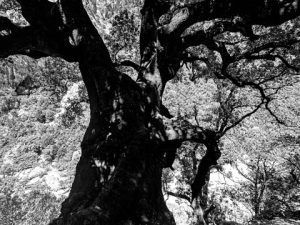 Black and White Photos of Sardinia