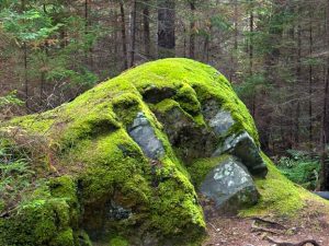 Monhegan (Day 4: Cathedral Woods Photos)