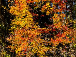 Half-Past October (New Poem by Polly Castor)