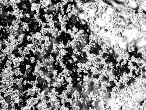 Recent Black and White Photos