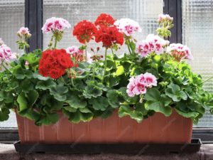 Just Around the House, Early in the Morning (Poem by Mary Oliver)