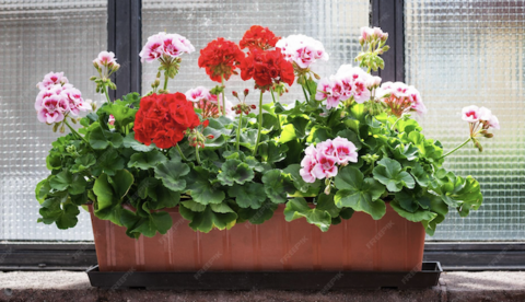 Just Around the House, Early in the Morning by Mary Oliver