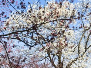 Spring Pointillism (New Poem by Polly Castor with Photos)