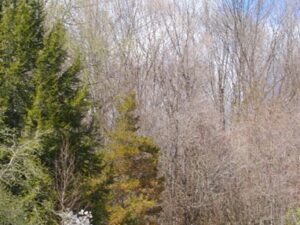 April Hope (New Poem by Polly Castor)