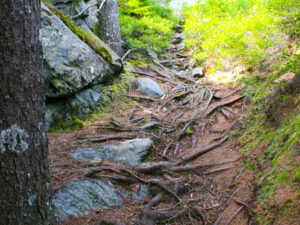 How I go to the Woods (Poem by Mary Oliver)