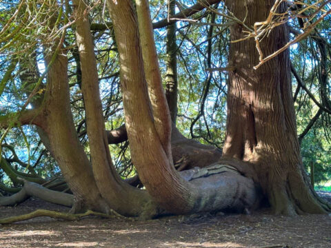 Trees by Mary Oliver