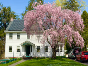 Our Weeping Cherry Tree (Photos)