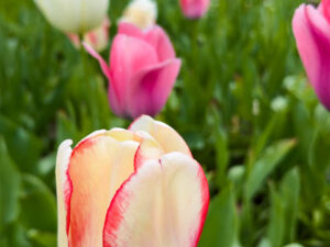 Gardens at Hill Stead Museum (Photos)
