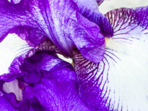 Flowers in our Yard Right Now (Photos)