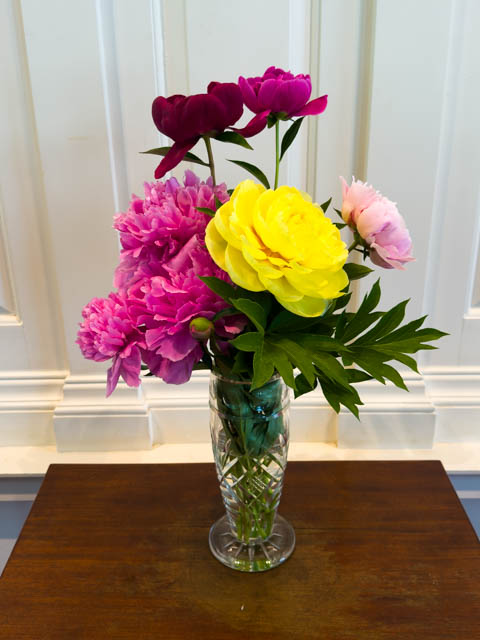 Peony photos and poems