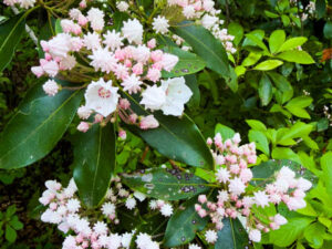 Hike Photos from Huntinton State Park (Early June 2026)