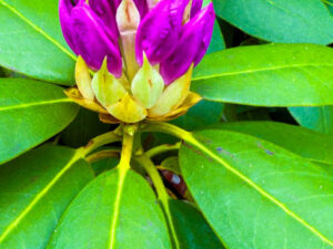Nature Photos from Maine (June 2026)