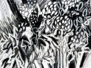 Two Drawings from our Garden (Sketchbook Ideas #23)