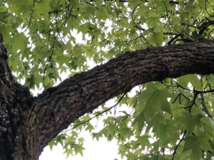 Out on a Limb into the Next Fifteen Feet