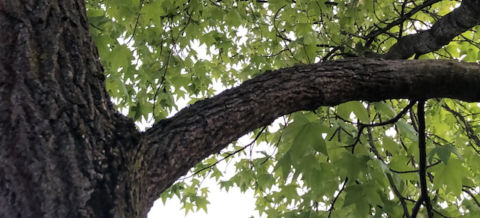 Out on a Limb into the Next Fifteen Feet