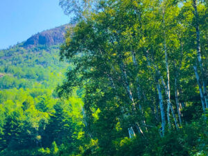 Drinking Nature In (New Poem by Polly Castor)