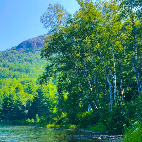 Drinking Nature In (New Poem by Polly Castor)