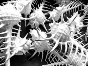 Recent Black and White Photographs