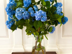 Hydrangea Resilience (New Poem by Polly Castor)