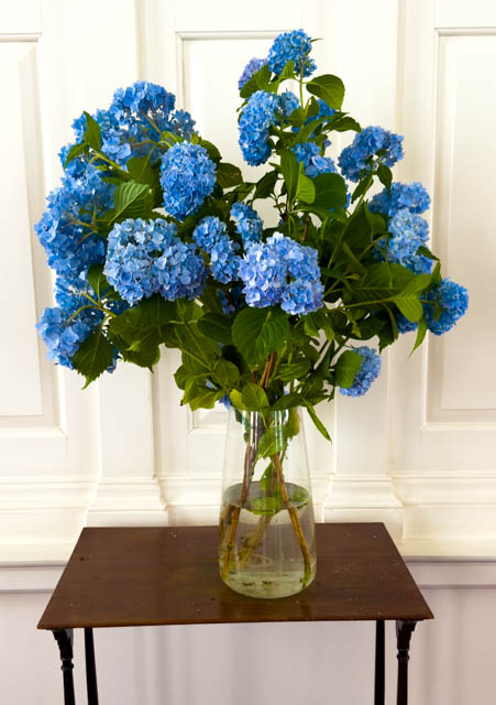 Hydrangea Resilience, poem by Polly Castor