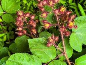 Hike Photos from Huntington (Midsummer 2026)