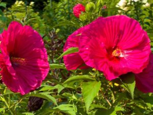 August Flowers