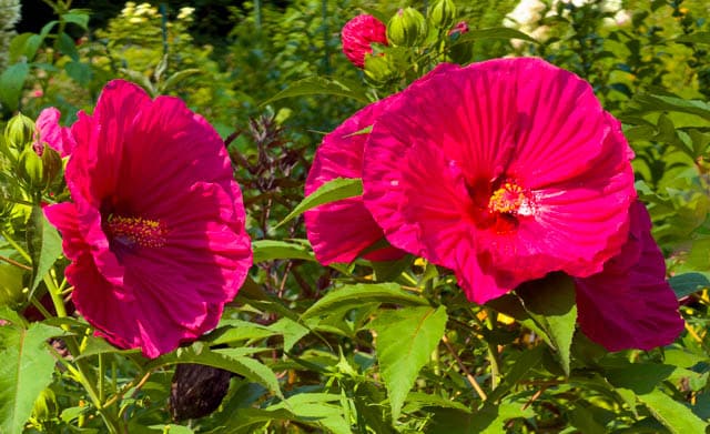 August Flowers