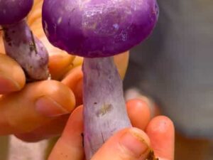 Mushroom Hunting on my Walk