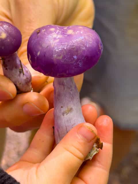 Mushroom Hunting on my Walk