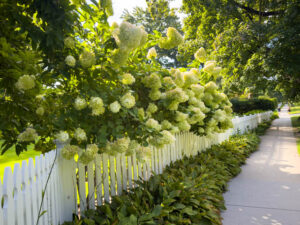 Limelight Hydrangeas (Poem by Polly Castor)