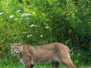 We saw a Bobcat at our Swimming Hole