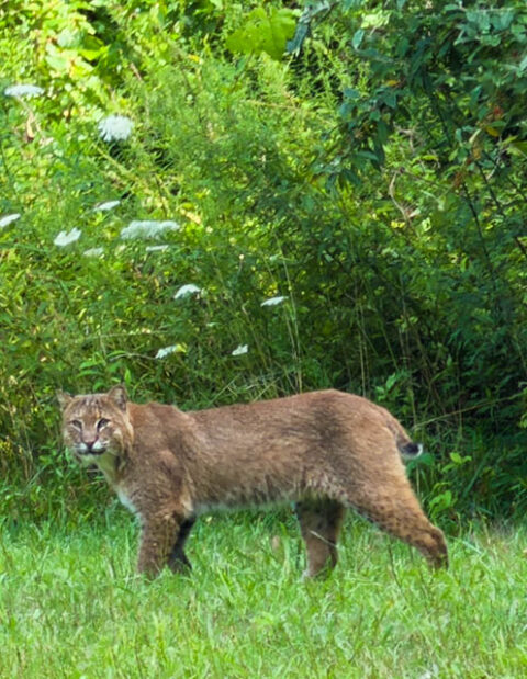 We saw a bobcat at our swimming Hole